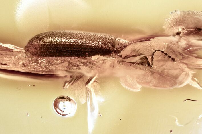 Detailed Hairy Fungus Beetle (Mycetophagidae) in Baltic Amber #381272